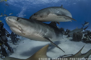 Tangled in Tigers at Tiger Beach - Bahamas by Steven Anderson 